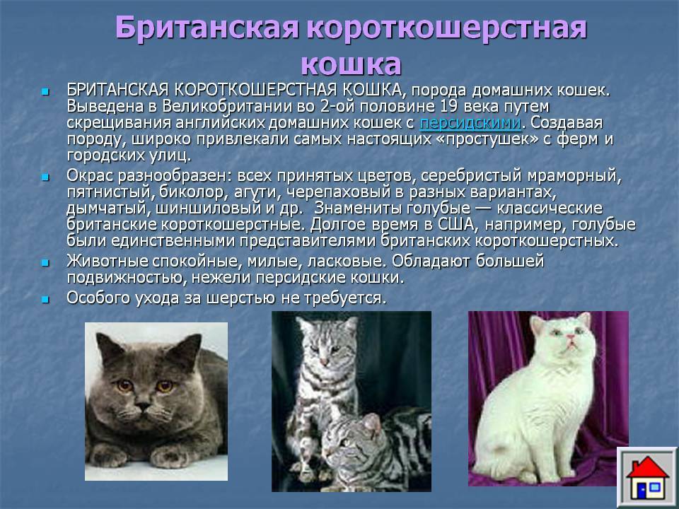 Кошки породы презентация