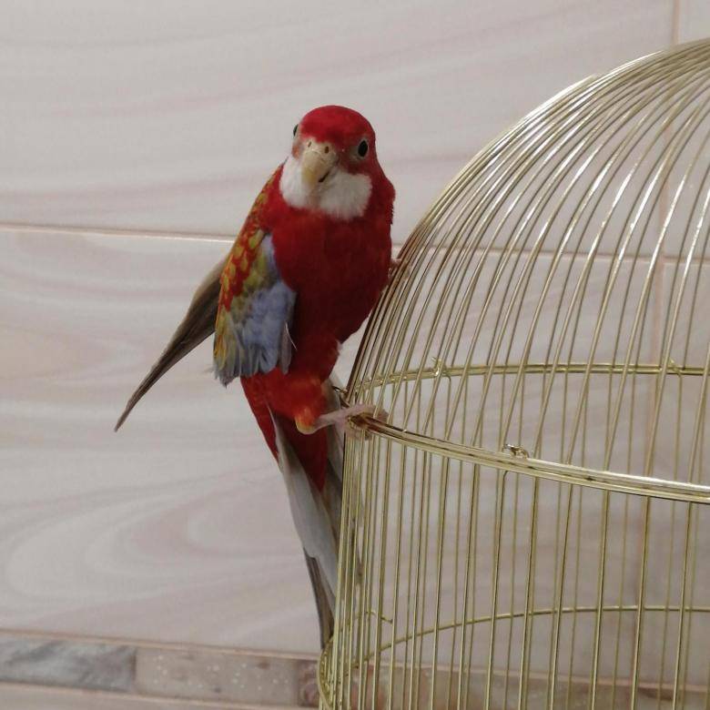Попугаи розелла: содержание в домашних условиях, фото