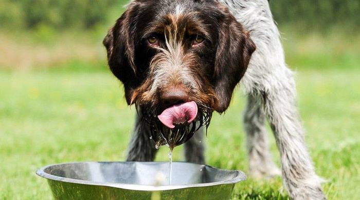 Как худеть натуральное питание собаки рацион меню
