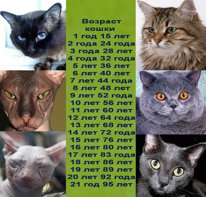 Как определить сколько месяцев котенку | возраст, фото