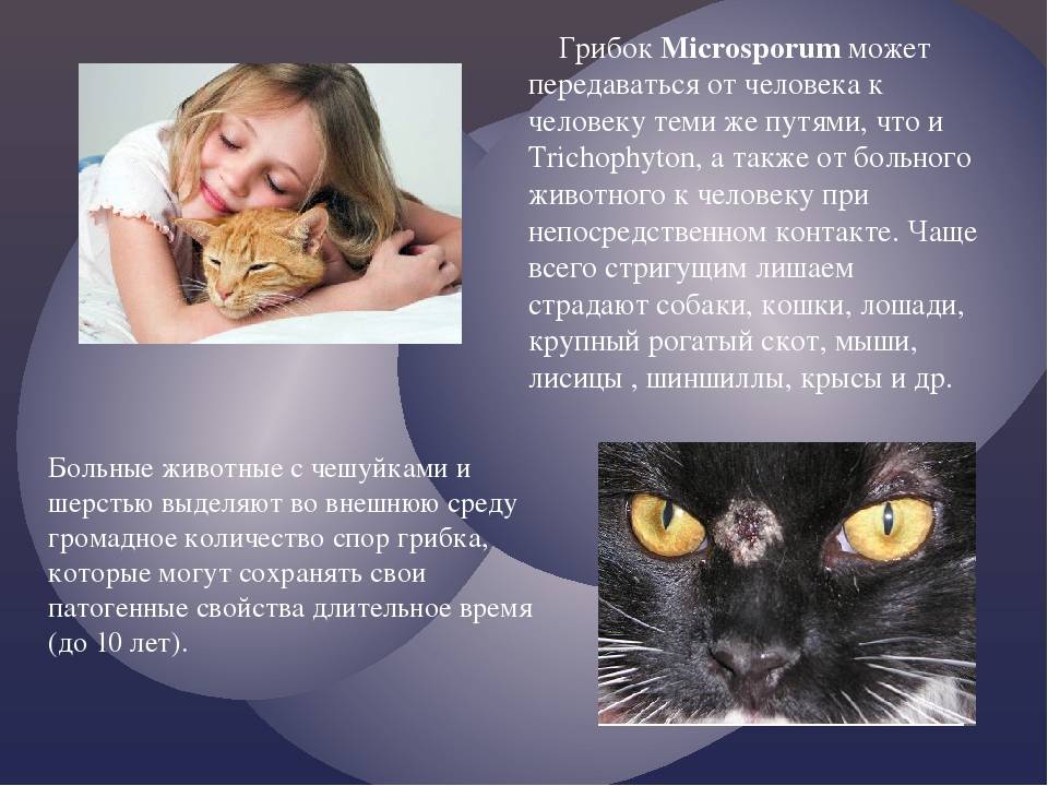 Распространённые болезни у кошек: симптомы и лечение