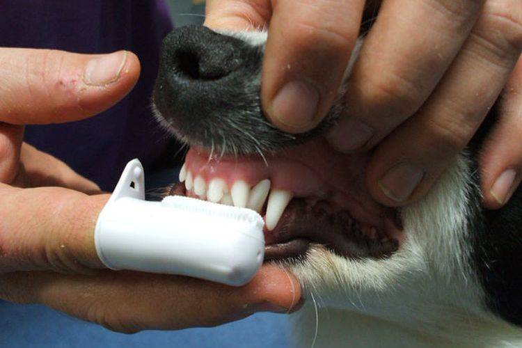 Зубной камень у собак. чистка зубов собаки и удаление зубного камня
