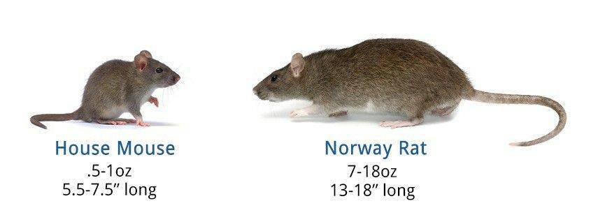 Крысы и мыши - чем они отличается