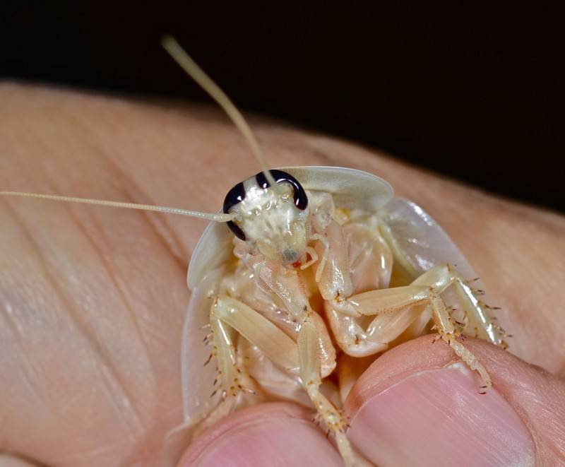 Белые тараканы: описание и фото