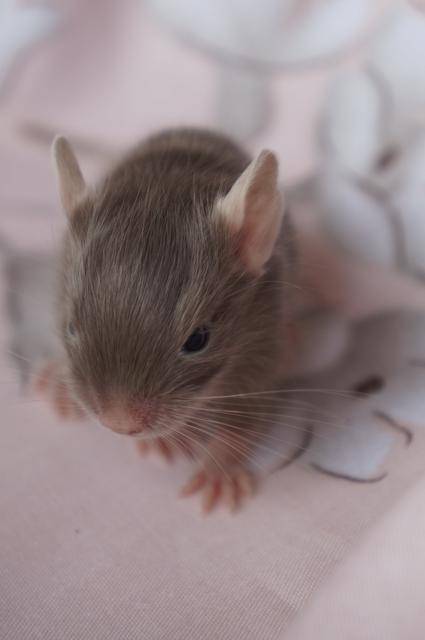 Имена для крыс-девочек: как можно назвать крысу-девочку необычной кличкой, забавные женские имена для белого и серого цвета шерсти