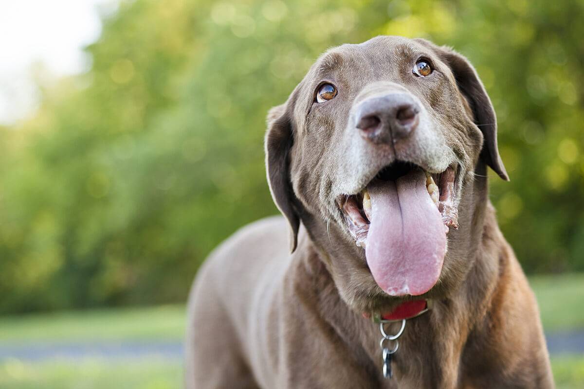 6 причин, почему собака хрюкает: кашляет, как будто хрюкает, задыхается
