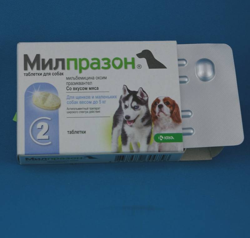 Милпразон для собак: инструкция по применению и отзывы ветеринаров