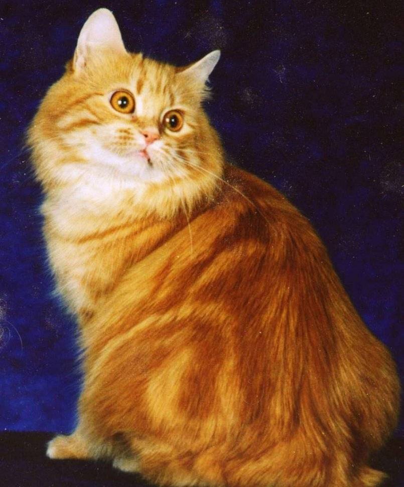Кимрийская кошка (кимрик) описание породы, характеристики, внешний вид, история