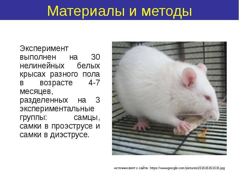 Как определить возраст крысы: до какого возраста растут декоративные зверьки, как узнать, сколько лет, по хвосту и размеру, по человеческим меркам