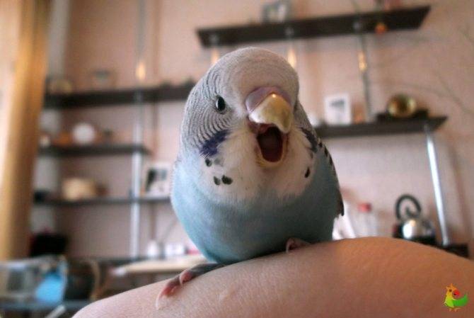 ᐉ попугай постоянно кричит: причины громкого крика - zoogradspb.ru