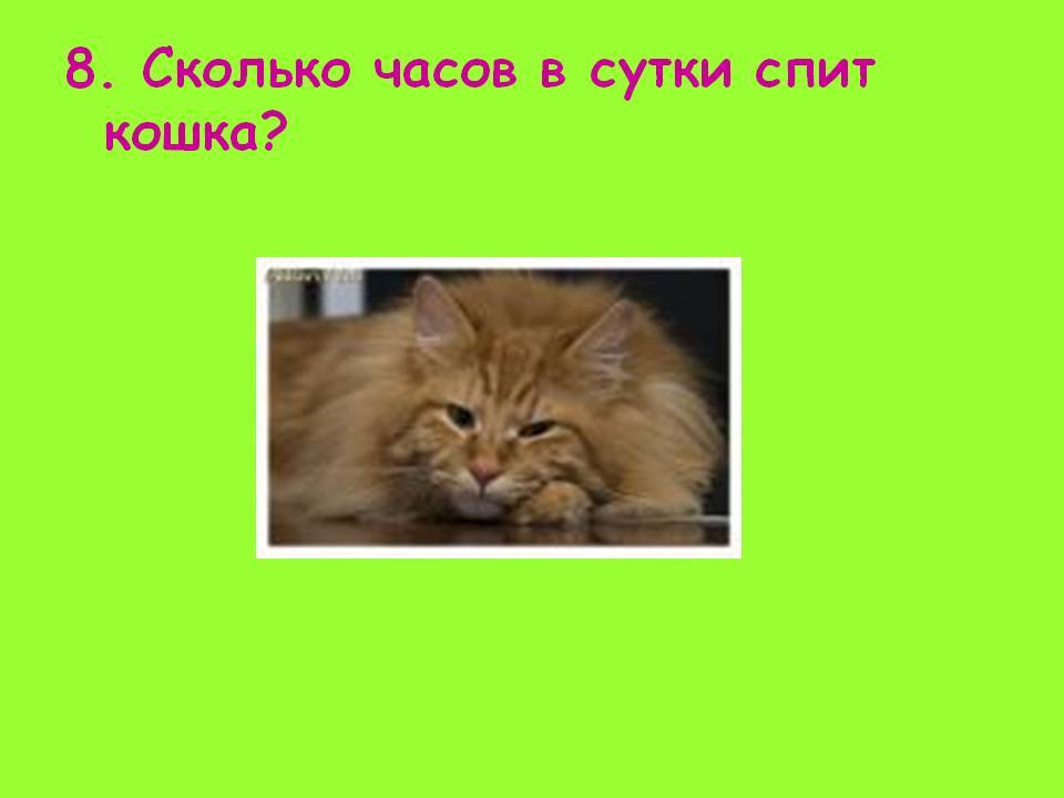 Сколько должны спать коты. Сколько спят кошки. Сколько спят коты в день. Сколько спят кошки часов в сутки.