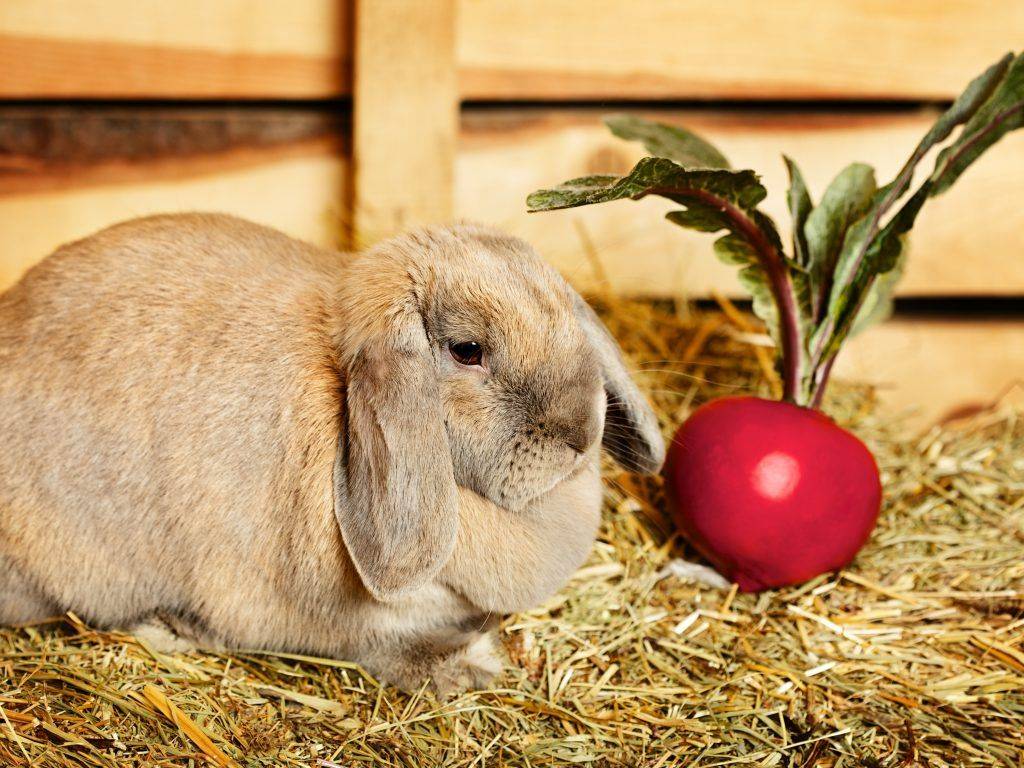 Как правильно кормить кроликов яблоками?