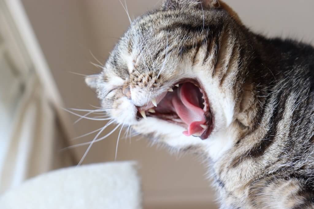 Что делать если кошка чихает, причины чихания котов и кошек