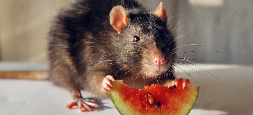 Чем кормить крысу и какие продукты нужно исключить?