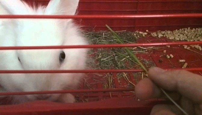 Каким зерном лучше кормить кроликов: пропорции и приготовление своими руками