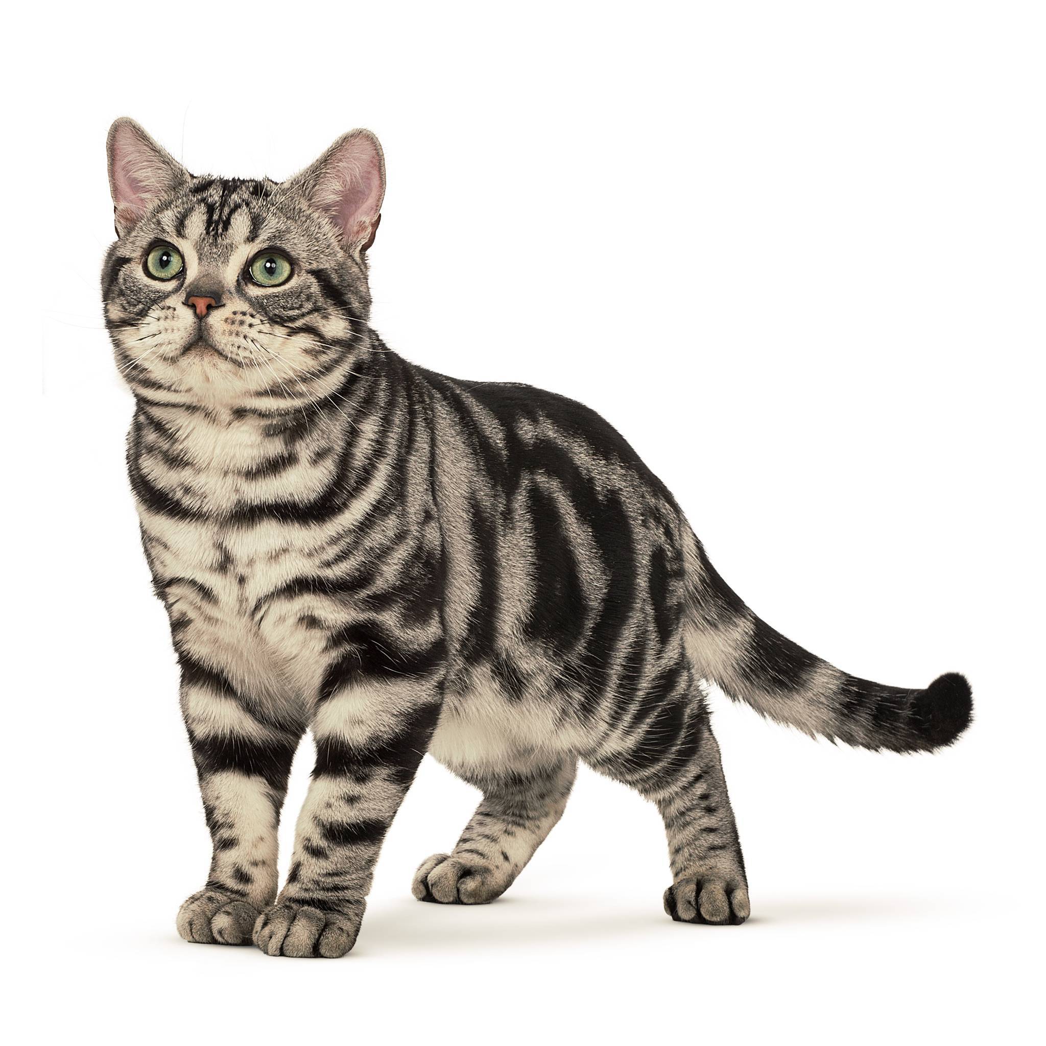 Американская короткошерстная кошка: фото, описание породы, цена