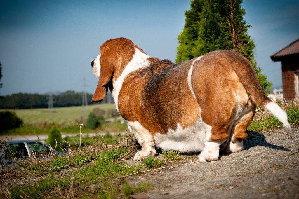 Самая большая собака в мире: топ 7