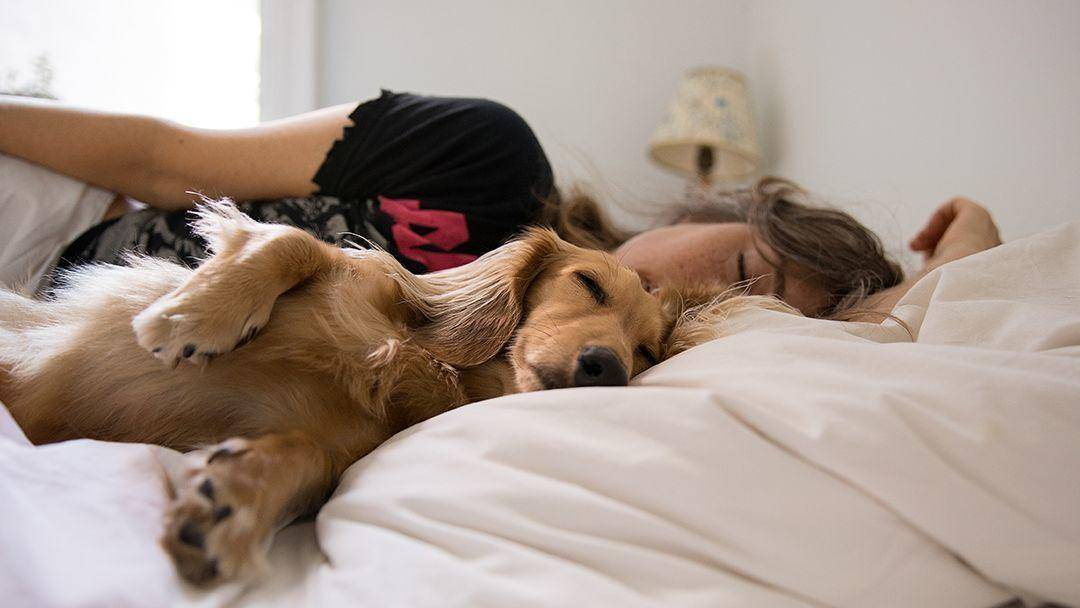 Спать с собакой: плюсы для для здоровья, риски и предосторожности