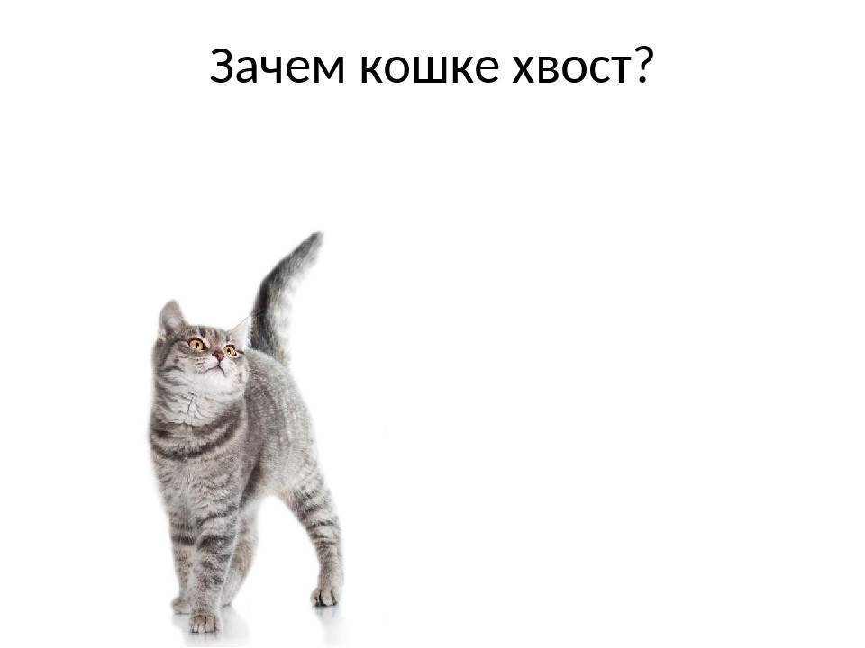Что значит, когда кошка не может поднять хвост?