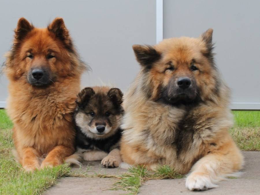 Особенности содержания золотого ретривера: описание породы и правила ухода за собаками