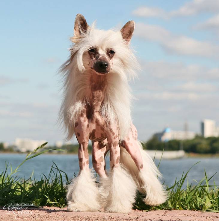 ᐉ описание породы китайская хохлатая собака - ➡ motildazoo.ru