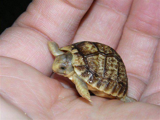 Размножение морских и сухопутных черепах | блог ветклиники "беланта"