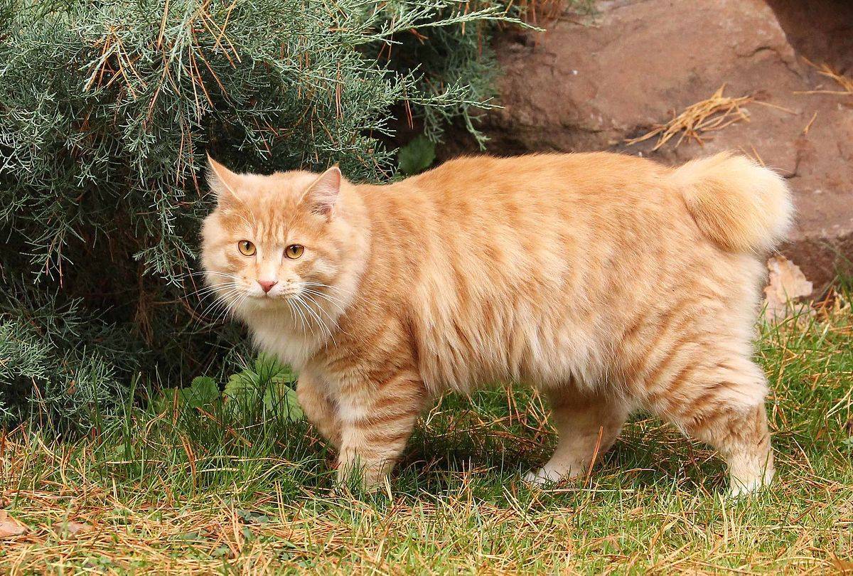 Породы котов с длинным хвостом: описание и фото