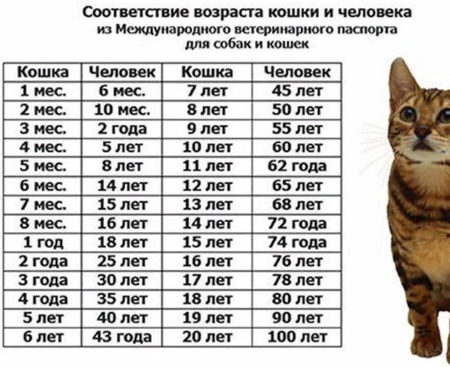 Как определить сколько месяцев котенку