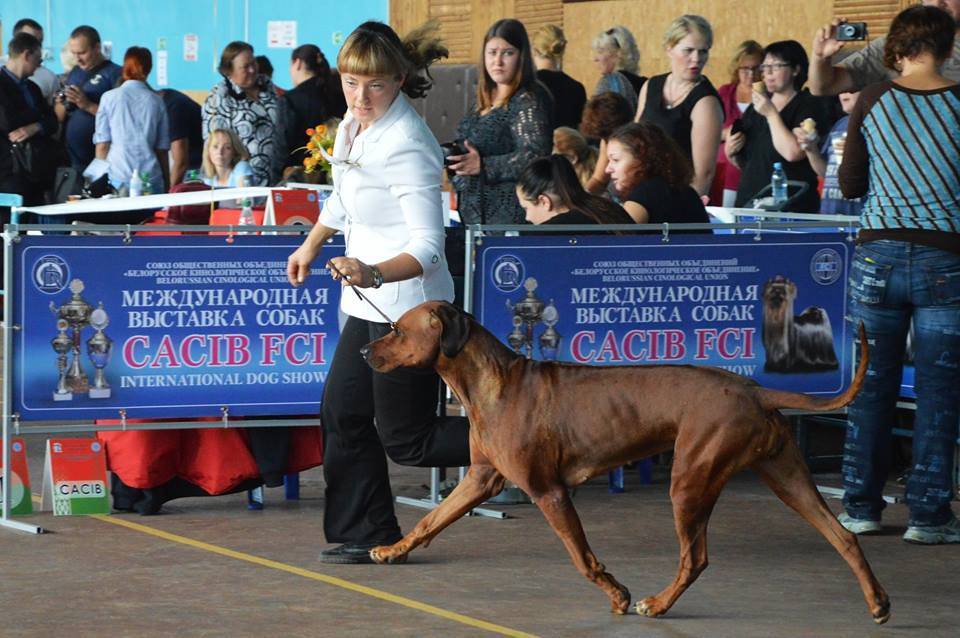 ᐉ популярные выставки собак в россии - ➡ motildazoo.ru