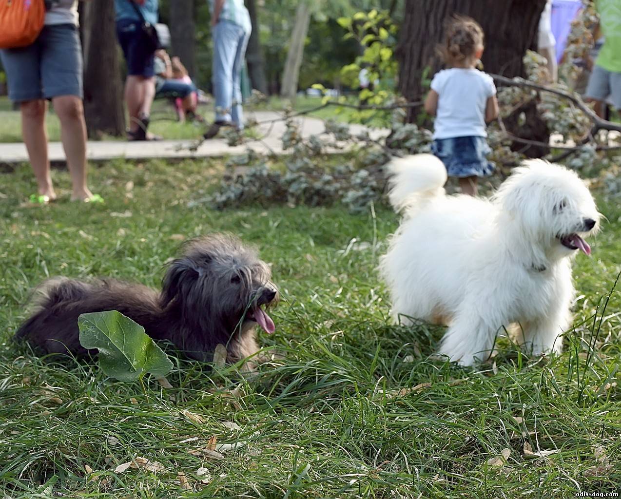 Од ис. Одис порода. Одесская собака Одис. Идеальная собака (Одис). Одесский Одис щенок.