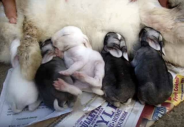 Уход за новорожденными крольчатами, содержание крольчихи после родов