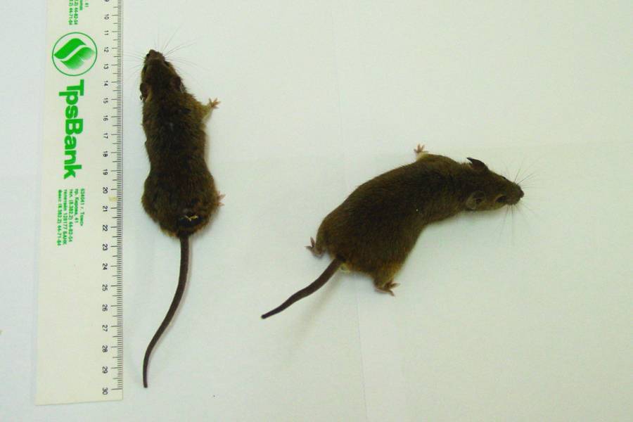 Лесные мыши: место обитания, образ жизни, питание, размножение
