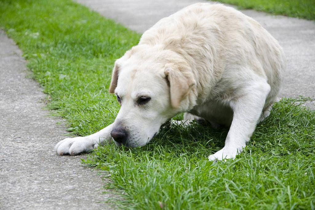 Что делать, если собаку рвет после еды, непереваренной пищей. когда позывы к рвоте у собаки, белой пеной, или понос и рвота желтым, пена со слизью или рвота с кровью - причины, лечение.