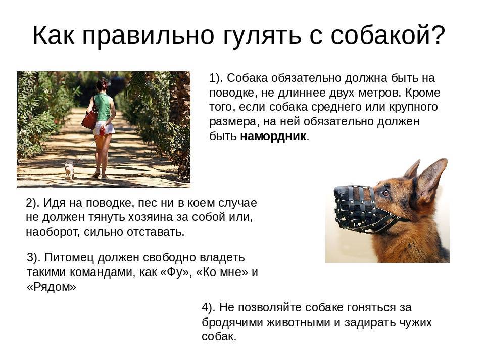 Как выгуливать собаку правильно и сколько раз - сколько нужно гулять с собакой и как часто - лапы и хвост