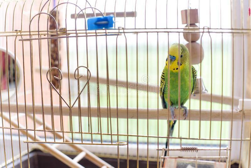 Нужно ли выпускать попугая из клетки полетать, можно ли это делать и когда открывать домик волнистой птицы первый раз после покупки
