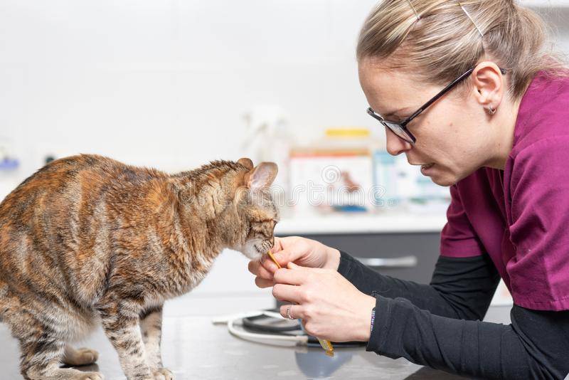 Каким сухим кормом лучше кормить кошку: советы ветеринаров и рейтинг от независимых экспертов
