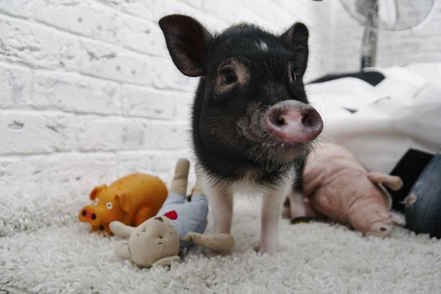 Декоративные свинки минипиги: разновидности и преимущества, особенности содержания маленьких свиней, цена