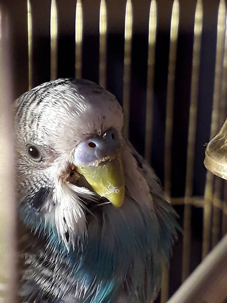 Для чего попугаи скрипят и щелкают клювом и какие последствия могут быть