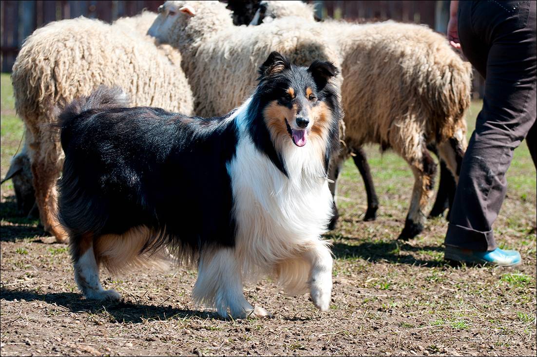 Какие породы собак относятся к пастушьим: список, названия, характеристики