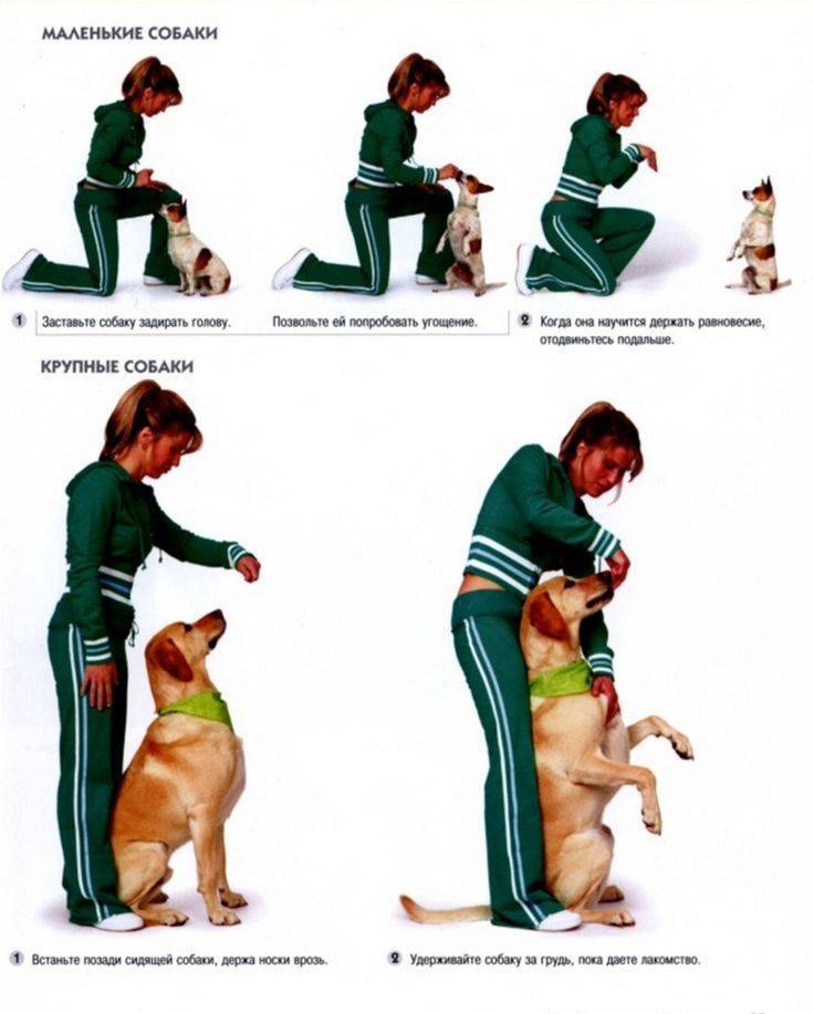Основы трюковой дрессировки собак. как научить собаку трюкам?