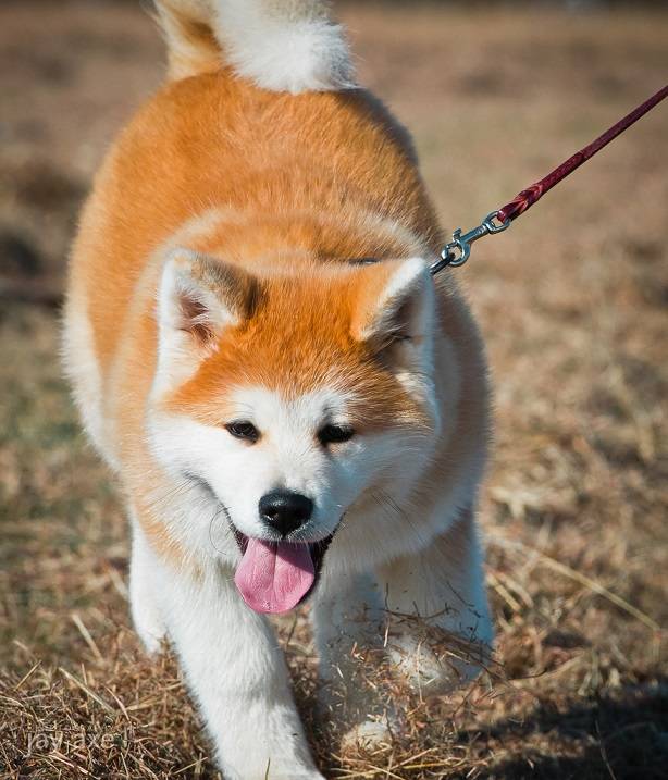 Собака хатико: описание, фото и содержание породы акита-ину