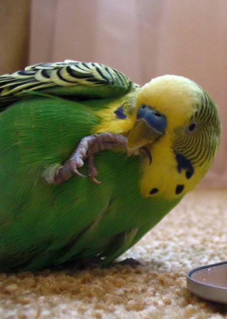 Эффективные способы научить волнистого попугая говорить
