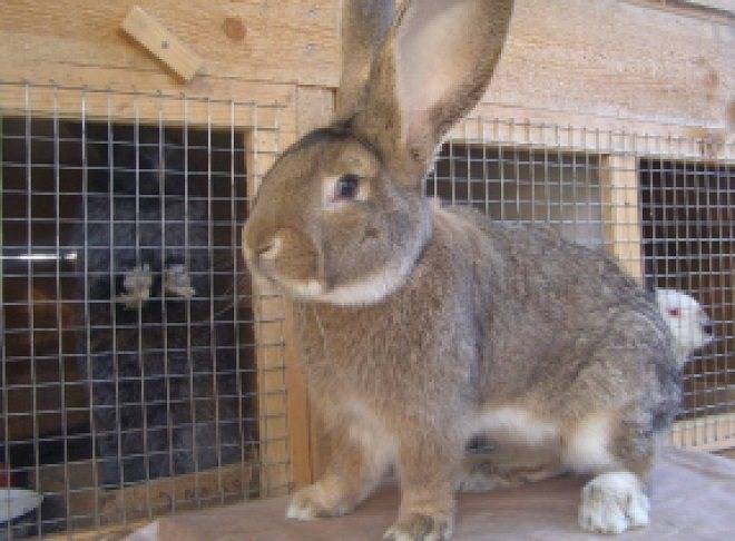 Кролики породы обер: описание и характеристики