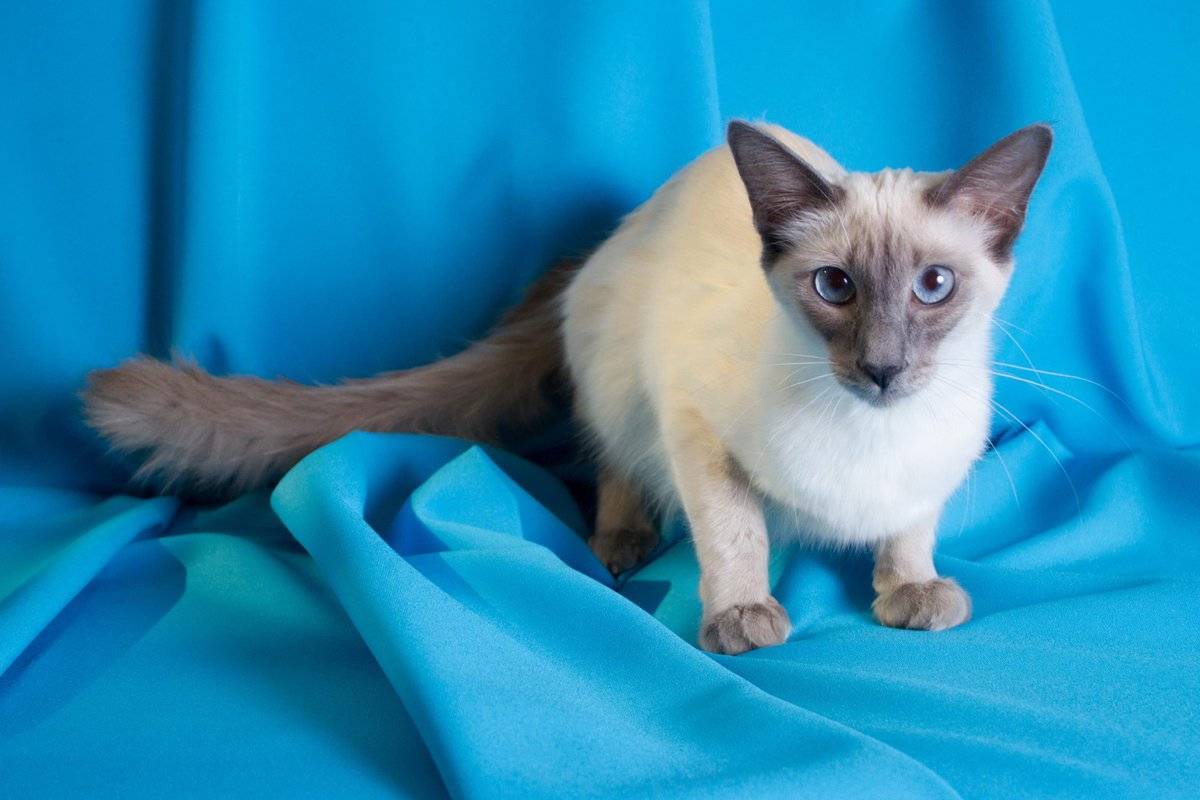 Кошка балинезийская: порода, уход, особенности разведения