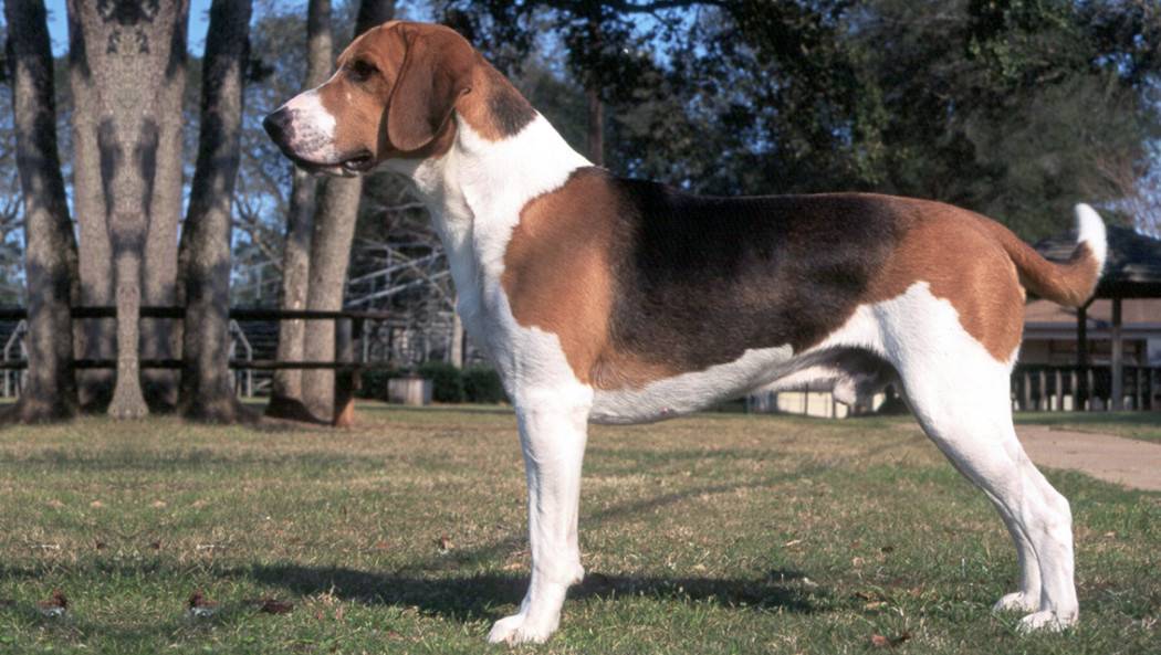 Харьер (английская заячья гончая): описание породы собак с фото и видео