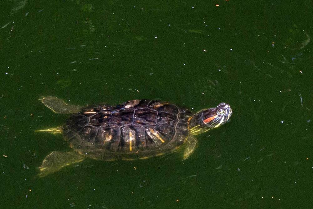Почему красноухая черепаха плавает "на один бок", брюхом вверх или задом