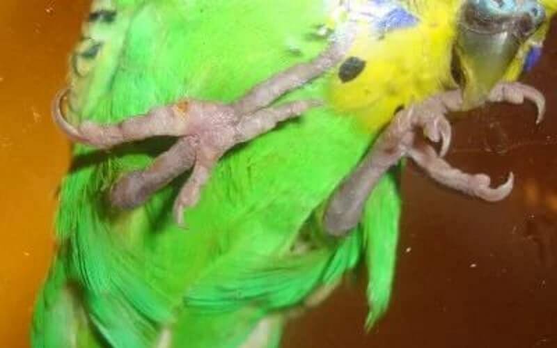 Травмы попугаев