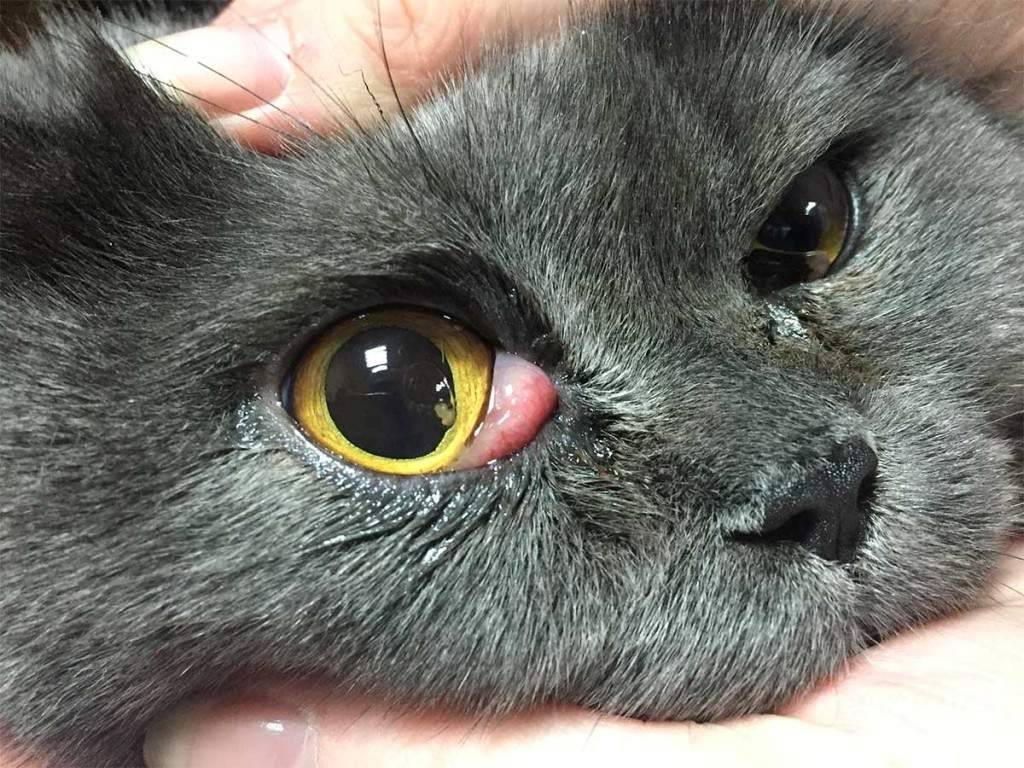 Лечение травмы глаза у кошки • специализированное отделение офтальмологии