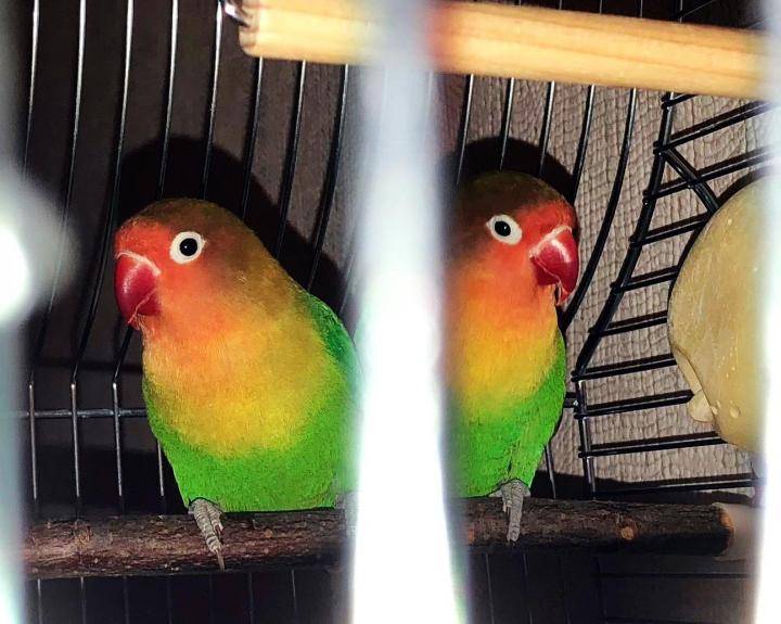 Сколько живет большой и красивый попугай ара в домашних условиях