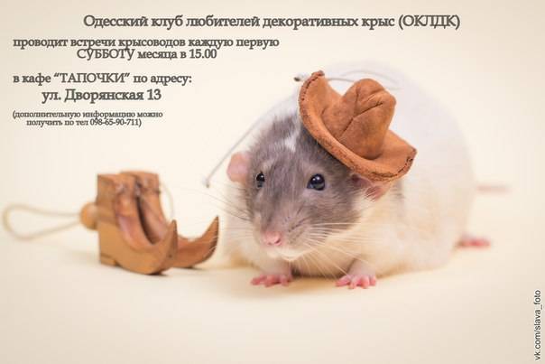 Болезни крыс: наиболее распространенные заболевания грызунов